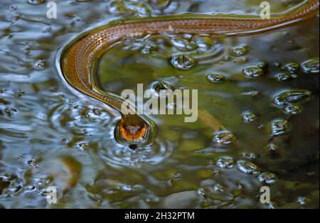 Serpent d'eau à ventre plat nageant dans une petite piscine Banque D'Images