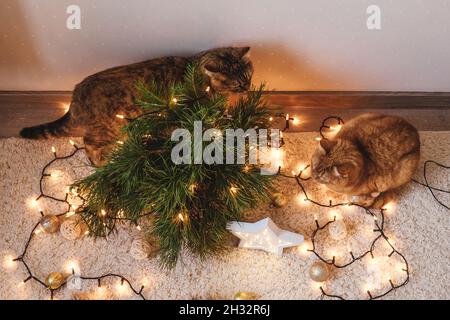 Deux chats jouent près des branches de Noël, décorations sur le sol.Les fêtes de Noël et le concept du nouvel an. Banque D'Images