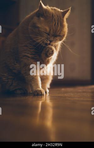 Le sol en parquet se reflète dans le chat exotique persan rouge lavant Banque D'Images