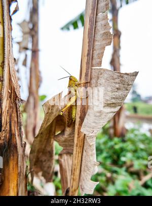 Gros plan de la belle grande sauterelle jaune perchée sur la feuille de banane dans la plantation. Banque D'Images