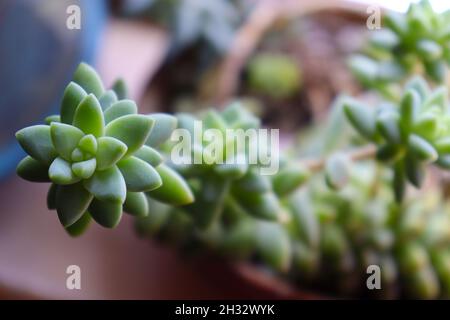 Gros plan de la plante succulente de la queue d'un âne (Sedum morganianum), avec un arrière-plan flou.Sedum burrito, queue de burro, queue d'agneau, queue de cheval. Banque D'Images
