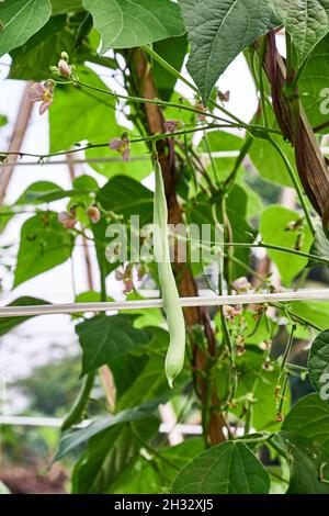 Les haricots verts poussent frais dans la plantation.Agriculture Banque D'Images