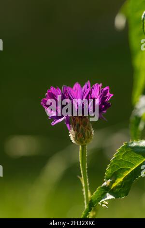 Grenaille verticale de Centaurea cyanus, communément connu sous le nom de fleur de maïs Banque D'Images