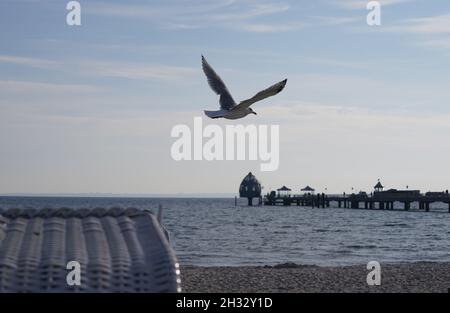 25 octobre 2021, Schleswig-Holstein, Grömitz : un mouette survole la plage de la mer Baltique à Grömitz.Photo: Marcus Brandt/dpa Banque D'Images