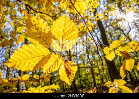 Die Sonne scheint bei blauem Himmel im Taunus mit dem herbstlich verfärbten Wald. Banque D'Images