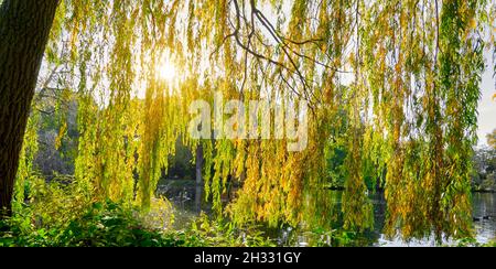 Rideau des branches suspendues d'un saule pleureux, dont les feuilles tournent aux couleurs de l'automne, dans le rétro-éclairage en face d'un lac en automne Banque D'Images