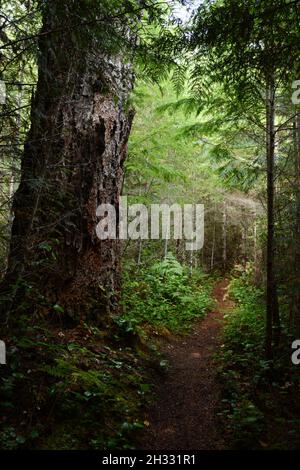 Un vieux conifères et des bouleaux dans la forêt pluviale tempérée, sur le sentier Sunshine Coast, près de Powell River, en Colombie-Britannique, au Canada. Banque D'Images