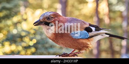 Jay, Garrulus glandarius, gros plan latéral de l'oiseau intelligent rétroéclairé, brillant hors de la mise au point bokeh en arrière-plan Banque D'Images