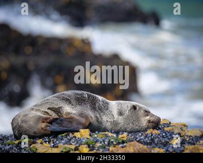 Phoque à fourrure brun ou phoque à fourrure du Cap (Arctocephalus pusillus) dormant sur des roches côtières.Hermanus.Côte des baleines.Overberg.WESTERN Cape.Afrique du Sud Banque D'Images