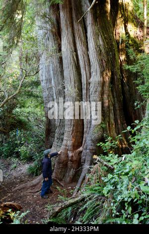 Homme debout sous un vieux cèdre rouge de l'ouest dans une forêt tropicale sur l'île Meares, près de Tofino, Colombie-Britannique, Canada. Banque D'Images