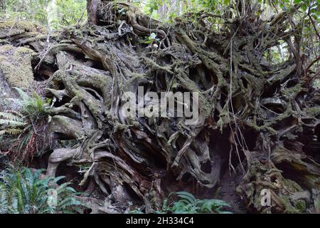 Racines exposées d'un vieux cèdre rouge de l'Ouest tombé dans une forêt tropicale de l'île Meares, près de Tofino, Colombie-Britannique, Canada. Banque D'Images