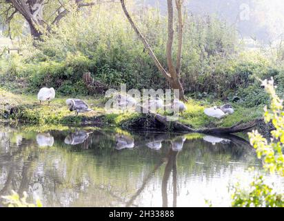 Campagne britannique; cygnes et cygnes ( Cygnus cygnus ), en été, sur la rive de la rivière Avon Salisbury, Wiltshire Royaume-Uni Banque D'Images