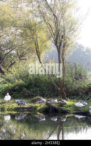 Swans UK; campagne britannique; swans et cygnets ( Cygnus cygnus ), en été, sur la rive de la rivière Avon Salisbury, Wiltshire UK Banque D'Images