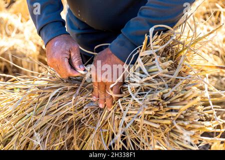 les agriculteurs récoltent du riz au blé à la main. gros plan. mise au point douce et sur lumière en arrière-plan Banque D'Images
