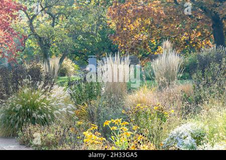 Sommerblumen-Garten, Moor-Reitgras (Calamagrostis × acutiflora 'Karl Foerster'), Treptower Park Berlin Banque D'Images