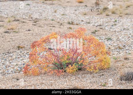 Steppen-Wolfsmilch (Euphorbia seguieriana subsp. niciciana) Banque D'Images