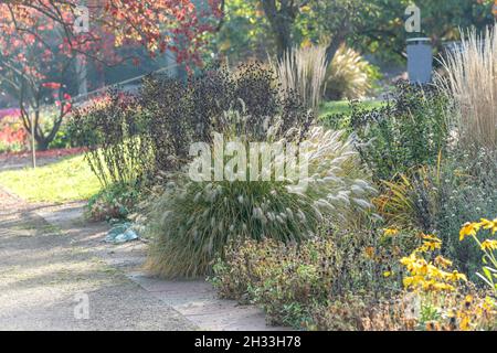 Sommerblumen-Garten, Lampenputzer-gras (Pennisetum alopecuroides 'Hameln'), (Calamagrostis × acutiflora 'Karl Foerster'), Treptower Park Berlin Banque D'Images