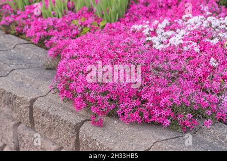 Polster-Phlox (flamme Phlox) Banque D'Images