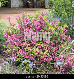 Weigelie (Weigela SONIC BLOOM ROSE) Banque D'Images