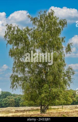 Le bouleau argenté solitaire, Betula pendula, dans une lande avec ciel bleu et nuages en arrière-plan Banque D'Images