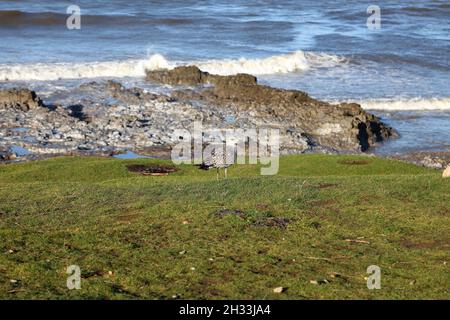 Un jeune mouette debout sur la zone gazée qui arpentage les eaux devant lui. Banque D'Images