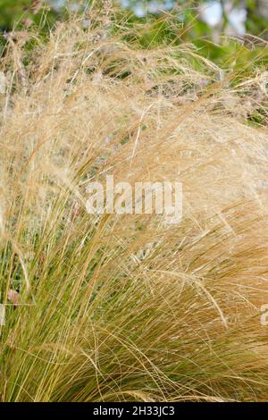 Stipa tenuissima.Des masses de têtes de semis d'herbe à plumes mexicaines dorées s'enjambant au-dessus d'une frontière de jardin en automne.ROYAUME-UNI Banque D'Images