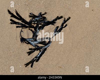 Un morceau d'algue de Bladderrack lavé, Fucus vesiculosus, sur une plage de sable. Banque D'Images