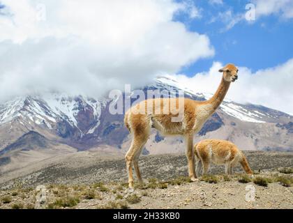 Deux vigognes devant le volcan Chimborazo.Chimborazo, Équateur Banque D'Images