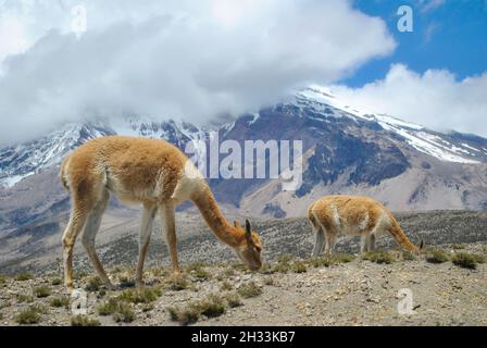 Deux vicuñas devant le volcan Chimborazo.Chimborazo, Équateur Banque D'Images