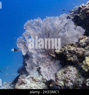 Fan Coral, Barracuda Bommie Dive site, Grande barrière de corail, Queensland, Australie Banque D'Images