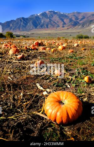 Citrouilles au champ prêtes à être récoltées par une journée d'autum avec des montagnes en arrière-plan Banque D'Images