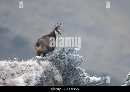 Chamoise chèvre rupicapra rupicapra debout au sommet de la falaise regardant la caméra chamois carpalien dans l'habitat naturel Banque D'Images