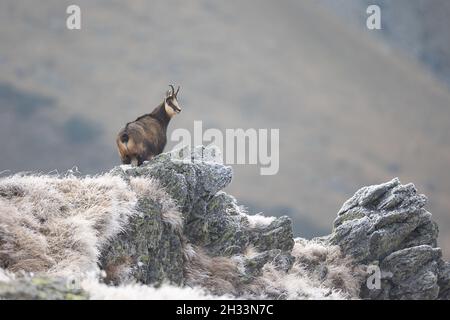 Chamoise chèvre rupicapra rupicapra debout au sommet de la falaise regardant la caméra chamois carpalien dans l'habitat naturel Banque D'Images