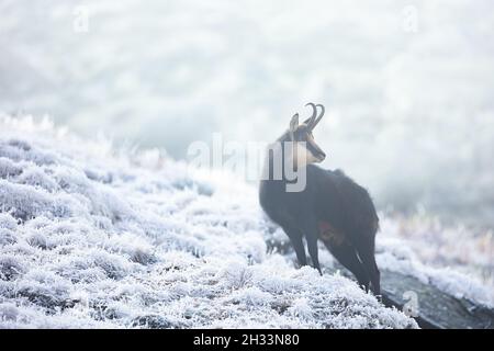 Chamoise alpine rupicapra rupicapra Banque D'Images