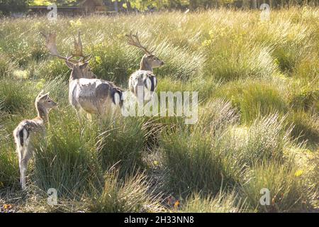 Un groupe de adorables deers est à l'affût de quelque chose dans un pré herbeux lors d'une journée lumineuse et ensoleillée. Banque D'Images