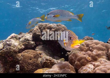 Poissons orientaux à proximité du récif corallien, centre de plongée en pépinière, grande barrière de corail, Queensland, Australie Banque D'Images