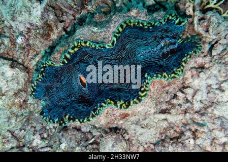 Palourdes géantes sous l'eau, site de plongée de Castle Rock, site de plongée de pépinière, Grande barrière de corail, Queensland, Australie Banque D'Images