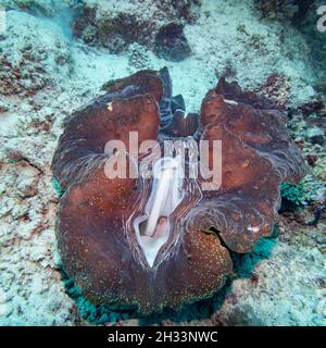 Palourdes géantes sous l'eau, site de plongée de Castle Rock, site de plongée de pépinière, Grande barrière de corail, Queensland, Australie Banque D'Images