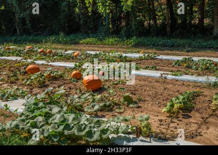 Quelques citrouilles laissées dans le champ qui n'ont pas été cueillies à la fin de la saison avec les plantes mourant de poser sur le sol dans une zone de citrouille Banque D'Images