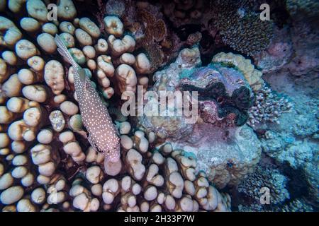 Pufferfish à pois blancs nageant près du palourdes géantes, site de plongée de la tortue Bommie, Grande barrière de corail, Queensland, Australie Banque D'Images