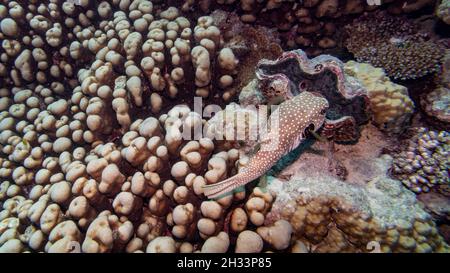 Pufferfish à pois blancs nageant près du palourdes géantes, site de plongée de la tortue Bommie, Grande barrière de corail, Queensland, Australie Banque D'Images