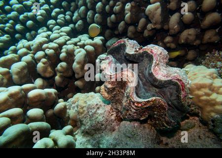 Palourdes géantes près des coraux, site de plongée de la tortue Bommie, Grande barrière de corail, Queensland, Australie Banque D'Images