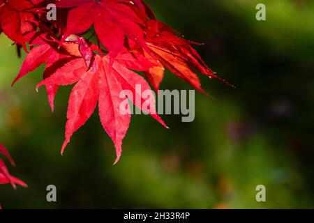 Vue rapprochée de la couleur d'automne rouge rouge cramoisi rétro-éclairé Acer palmatum (érable japonais) laisse sur fond vert, Surrey, sud-est de l'Angleterre Banque D'Images