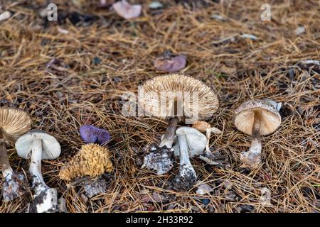 Une collection de tabourets de crapaudles et de champignons sélectionnés dans une exposition sur le sol à Surrey, dans le sud-est de l'Angleterre, en automne Banque D'Images