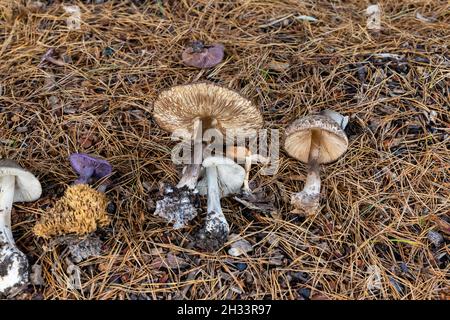 Une collection de tabourets de crapaudles et de champignons sélectionnés dans une exposition sur le sol à Surrey, dans le sud-est de l'Angleterre, en automne Banque D'Images