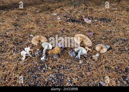 Une collection de tabourets de crapaudles et de champignons sélectionnés dans une exposition sur le sol à Surrey, dans le sud-est de l'Angleterre, en automne Banque D'Images