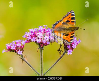 Petit papillon Tortoiseshell se nourrissant de fleur sauvage Banque D'Images