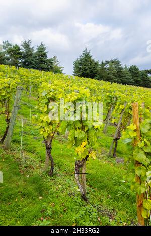 Vignoble et vignes poussant à Painshill Park, Cobham, Surrey, au sud-est de l'Angleterre en automne Banque D'Images