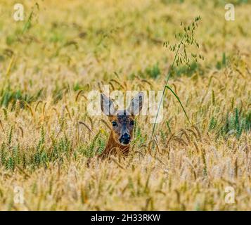 ROE Deer Peering hors de la campagne de blé Banque D'Images