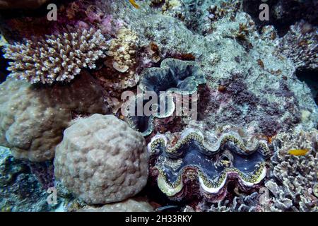 Palourdes géantes et coraux marins, Agincourt Reef, Grande barrière de corail, Queensland, Australie Banque D'Images